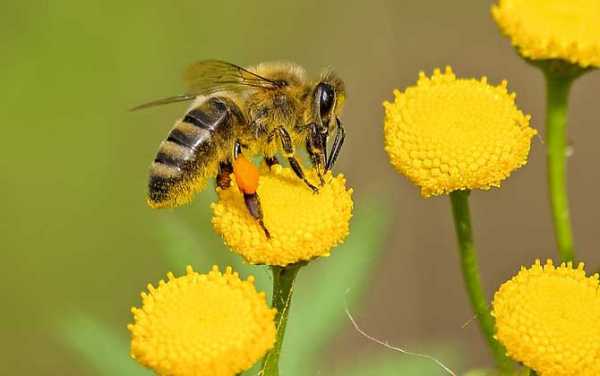 蜜蜂取蜜什么时间最好 蜜蜂蜂蜜什么时候取蜜