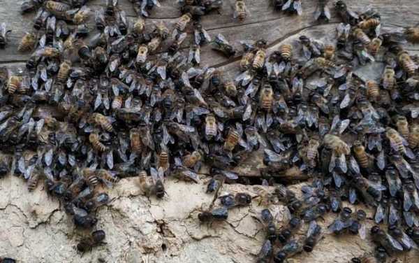 蜂群出现大量雄蜂怎么回事