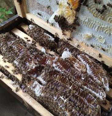 买蜂群怎么处理,购买蜂群中蜂价格 