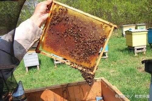 蜂群怎么控制蜂王（养蜂怎么控制蜂王）