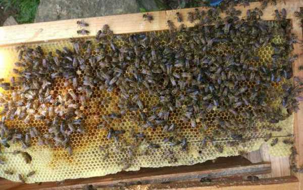  中蜂冬天弱群怎么办「中蜂冬天缺蜜怎么办?」