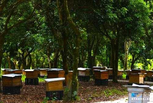 养蜂业属于什么农业,养蜂业属于农业吗 