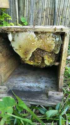 蜂蜜窝有什么作用,蜂蜜蜂窝有什么用途 
