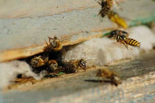 喂食蜜蜂-蜜蜂喂蜜为什么死了
