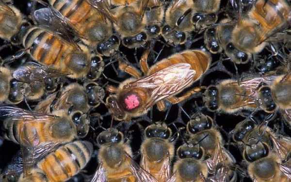 蜂王在蜂群中起什么作用?-蜂王在蜂群起什么作用