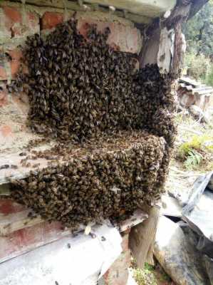 蜜蜂要分家了怎么办
