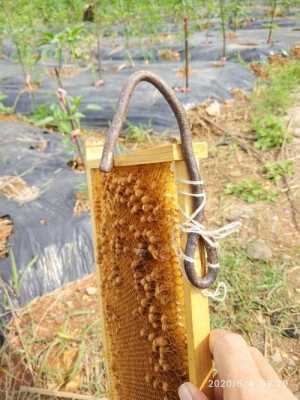 如何诱捕蜜蜂蜂王 怎么诱捕蜂群