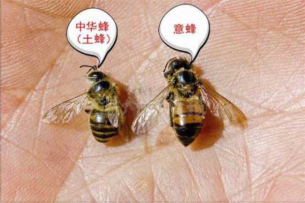 意蜂的蜂蜜有营养吗 意蜂缺蜜什么症状