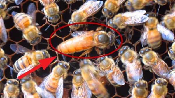 蜜蜂怎么死很多黑蜂_蜜蜂黑蜂死是什么原因