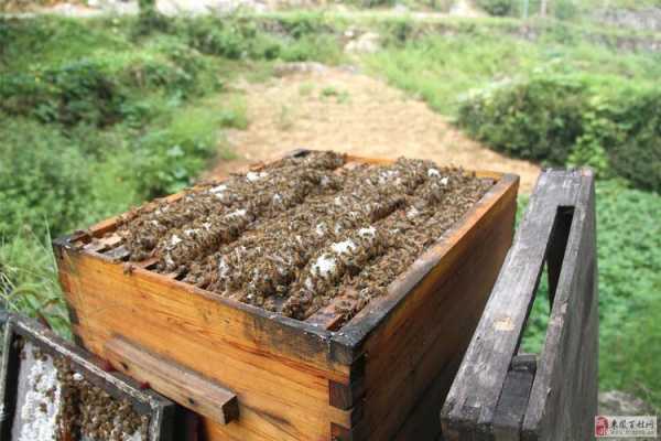 没有蜜源收的蜂怎么养蜜蜂