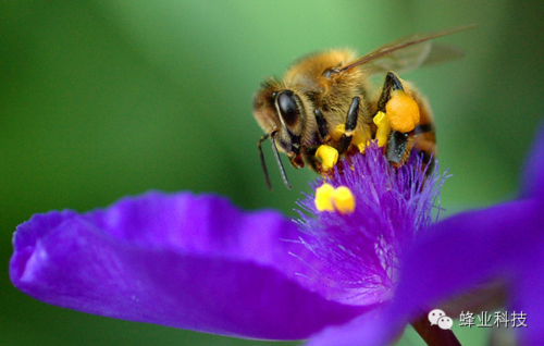 蜜蜂舞蹈传递什么信息,蜜蜂舞蹈传递什么信息和信息 