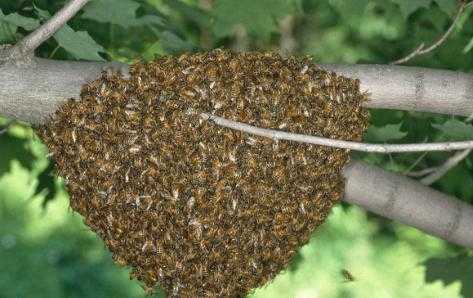  蜜蜂怎么抓「蜜蜂怎么抓的回来养」