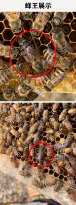 蜜蜂怎么关蜂王_蜜蜂怎么蜂王育