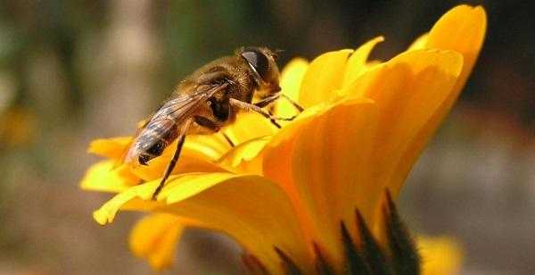 蜜蜂夏天喂什么好处（蜜蜂夏天吃什么）