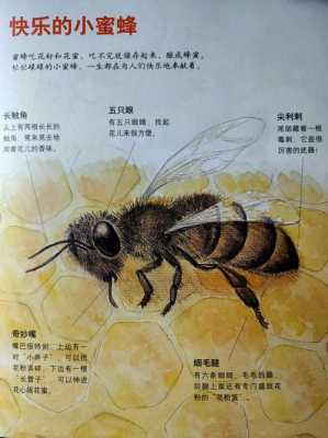 蜜蜂的特点是什么写一句话