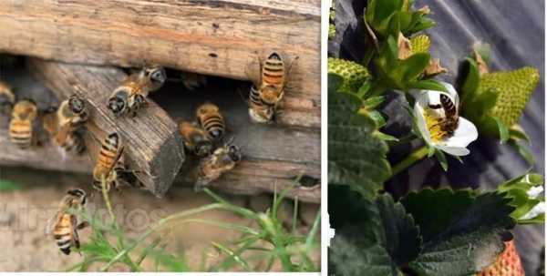 大棚养蜜蜂解难题的秘密是什么-大棚蜂群怎么治螨