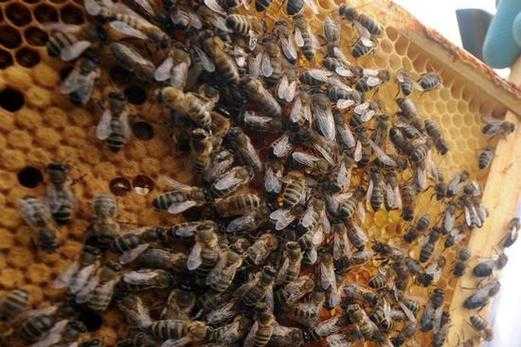  蜜蜂消化不良爬蜂怎么治疗「蜜蜂消化不良爬蜂怎么治疗的」