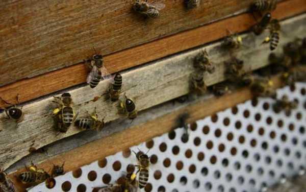 没有蜂群怎么养蜜蜂-没有蜂群怎么招蜂