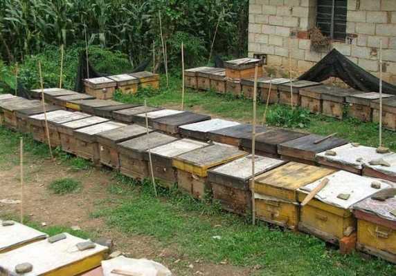  野生蜜蜂怎么养「野生蜜蜂养殖技术」