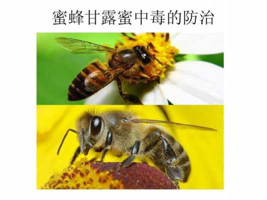  蜜蜂中毒了怎么解毒「蜜蜂中毒的解救方法」