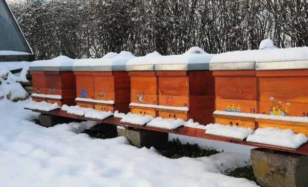蜜蜂过冬怎么管理