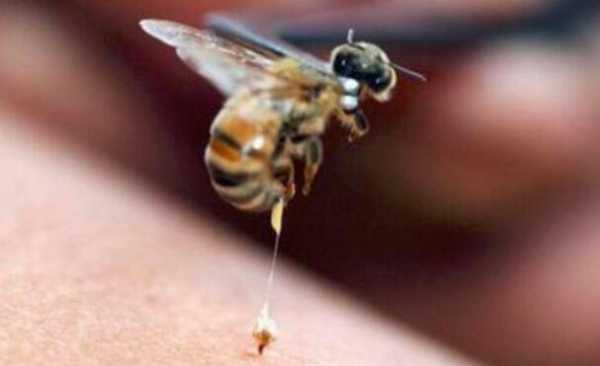 什么时间割蜂蜜蜜蜂不蛰了-什么时间割蜂蜜蜜蜂不蛰