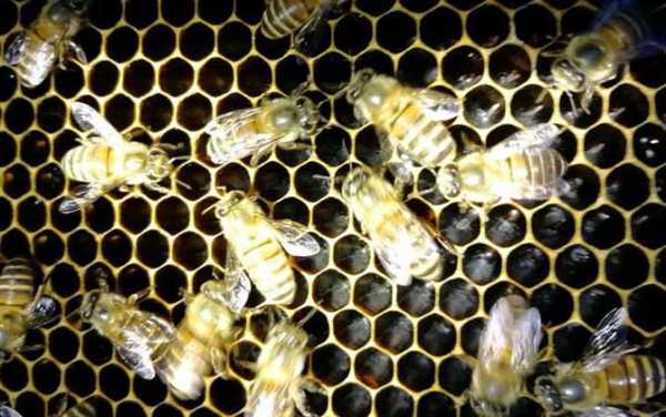 秋季养蜂如何秋繁 秋季怎么繁蜂