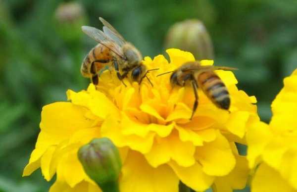 蜜蜂怎么用花粉喂幼蜂（怎么用花粉喂养蜜蜂）