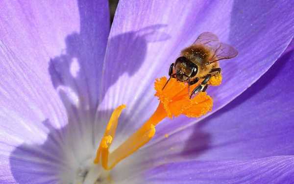 蜜蜂酿蜜怎么分工,蜜蜂酿蜜下一句歇后语是什么 