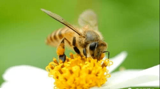 小蜜蜂是怎么产蜜的