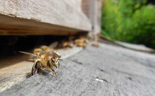  蜜蜂是怎么回家「蜜蜂是怎么返回家园的」