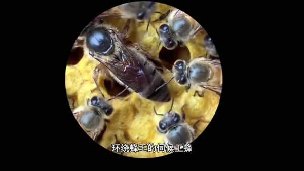 蜜蜂怎么判断有没有蜂王_怎么确定蜜蜂蜂群有王