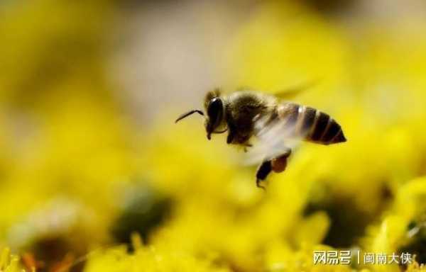 蜜蜂为什么喜欢你