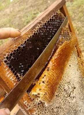  蜜蜂蜂蜜怎么摇蜜不伤子「如何摇蜜不伤子」