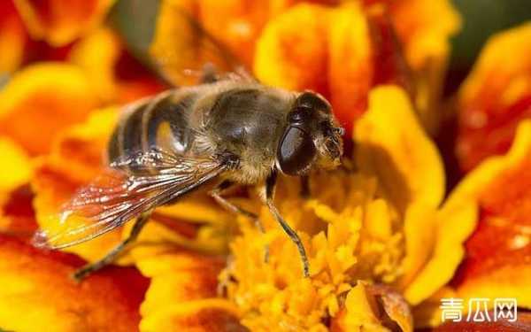 蜜蜂里有什么营养_蜜蜂有什么价值