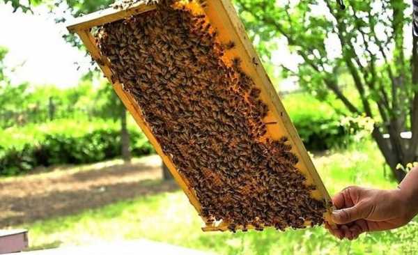 蜜蜂和什么养在一起好（蜜蜂配什么）