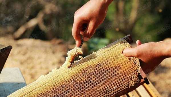 蜜蜂怎么采集蜂腊_蜜蜂采蜜怎么采