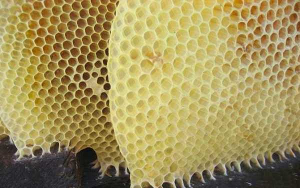 蜂巢对人体有什么好处