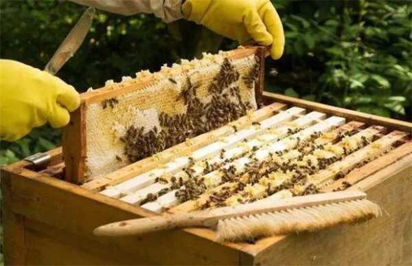  蜜蜂内部怎么管理「蜜蜂的日常管理」