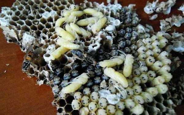 蜜蜂蜂蛹能吃吗
