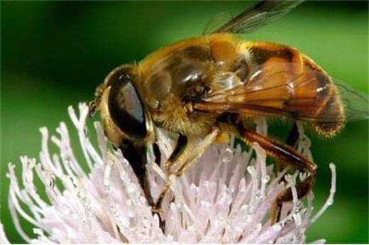 蜜蜂怎么催眠（让蜜蜂安静下来的方法）