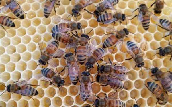 蜜蜂蜂王怎么培育_蜜蜂蜂王培育技术