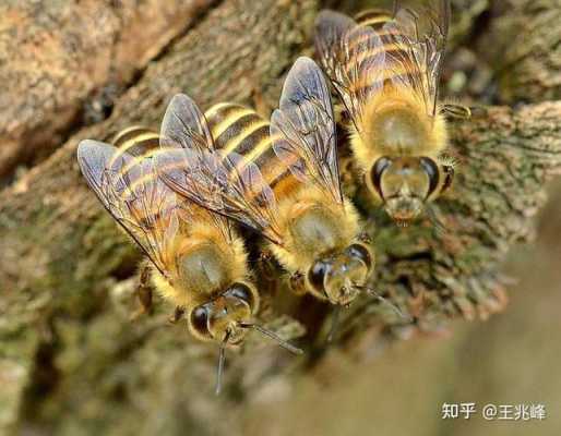  中蜂跟意蜂怎么分别「中蜂和意蜂有何区别」