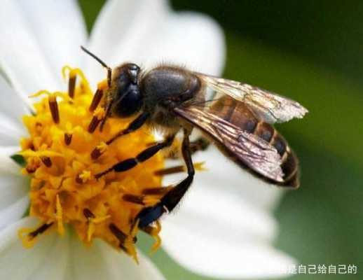 蜜蜂缺蜜怎么处理