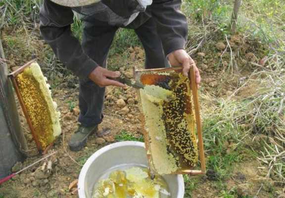 冬季的野生蜂蜜是什么蜜_冬天野生蜜蜂抓回家怎么养