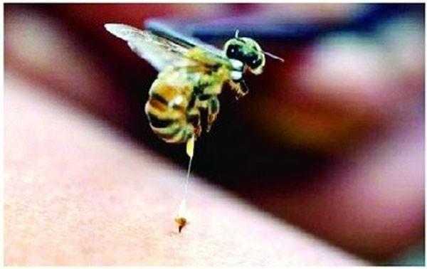 蜂蜜被掏为什么蜜蜂不蜇人_蜂蜜被掏为什么蜜蜂不蜇人呢