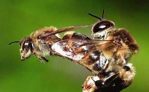 交尾款什么意思 什么是交尾蜂
