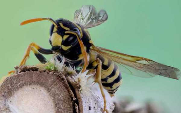 蜜蜂的天敌是马蜂吗-野外蜜蜂的天敌有什么