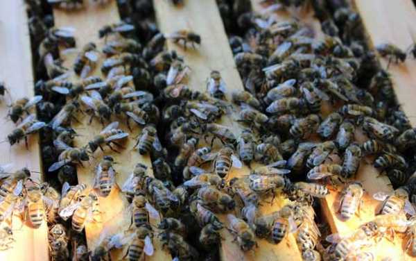蜜蜂什么叫工产群