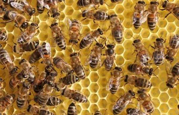 蜜蜂什么叫工产群